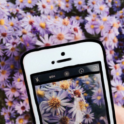 freetoedit phonephotography phone flowers background