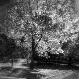 blackandwhite trees autumn sunlight sunlightthroughthetrees